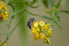 Callandrena