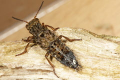 Ontholestes tessellatus