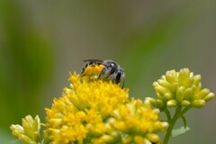 Callandrena