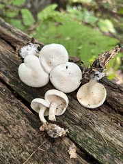 Clitocybe phyllophila