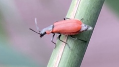 Anthocomus rufus