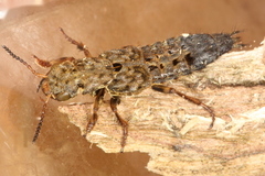 Ontholestes tessellatus
