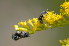 Callandrena