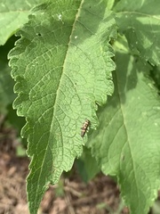 Coccinellidae