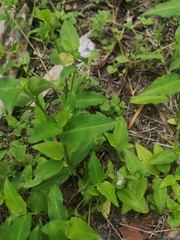 Commelina