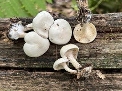 Clitocybe phyllophila