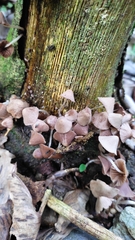 Mycena clarkeana
