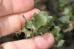 Quercus berberidifolia