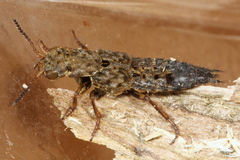 Ontholestes tessellatus