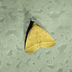 Zanclognatha marcidilinea