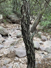 Quercus arizonica
