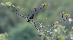 Anthracothorax nigricollis