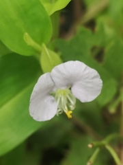 Commelina