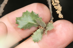 Quercus berberidifolia
