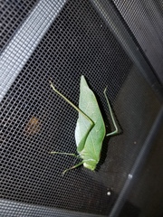 Microcentrum retinerve