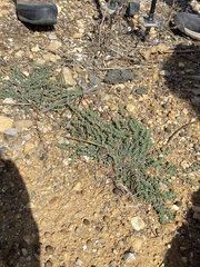 Euphorbia prostrata