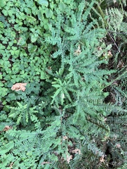Adiantum aleuticum