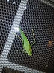 Microcentrum retinerve