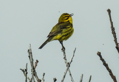 Setophaga discolor