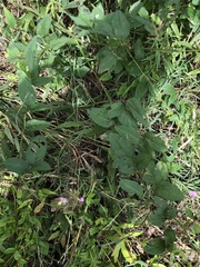 Desmodium illinoense