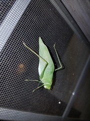 Microcentrum retinerve