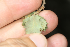Quercus berberidifolia