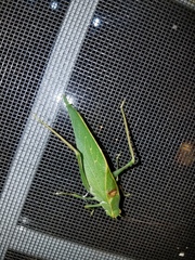 Microcentrum retinerve