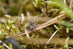 Pellenes tripunctatus