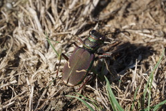 Cicindela purpurea