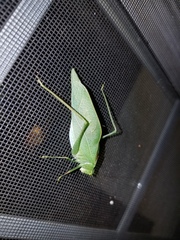 Microcentrum retinerve