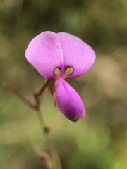Desmodium illinoense