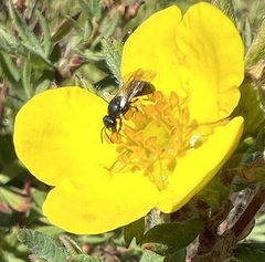 Hylaeus