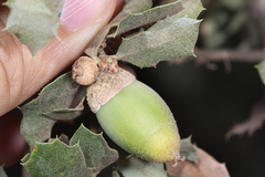 Quercus berberidifolia
