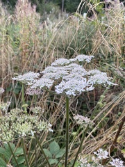 Heracleum