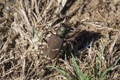 Cicindela purpurea