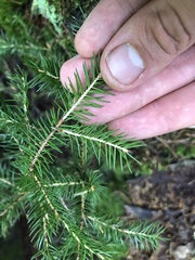Picea rubens