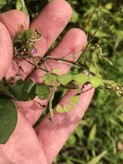 Desmodium illinoense