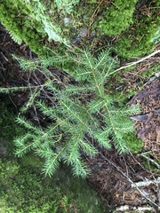 Picea rubens