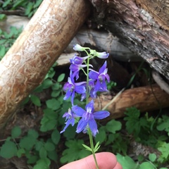 Delphinium