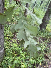 Quercus stellata