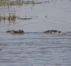Varanus niloticus