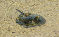 Limulus polyphemus