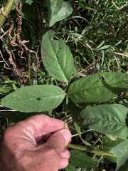 Desmodium illinoense