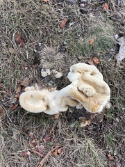 Pseudoinonotus dryadeus