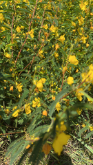 Chamaecrista fasciculata