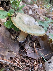 Clitocybe odora