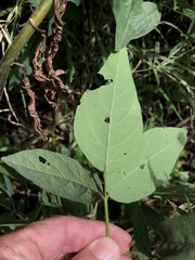 Desmodium illinoense