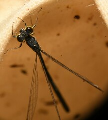 Ischnura denticollis