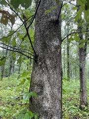 Quercus stellata