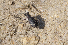 Cicindela tranquebarica